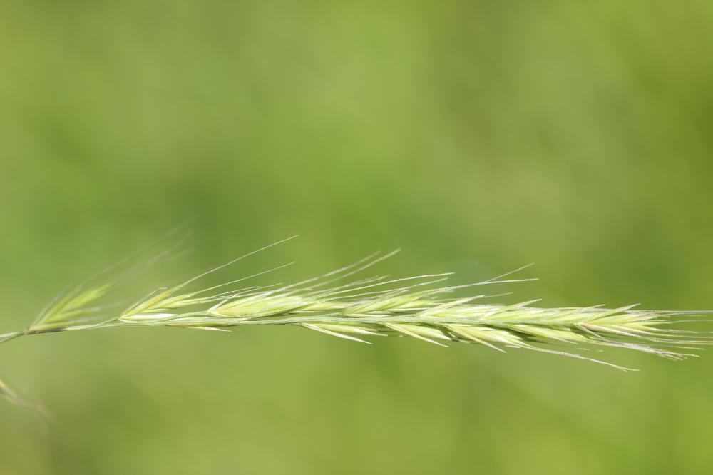 Vulpie queue-d'écureuil, Vulpie faux Brome Vulpia bromoides (L.) Gray, 1821