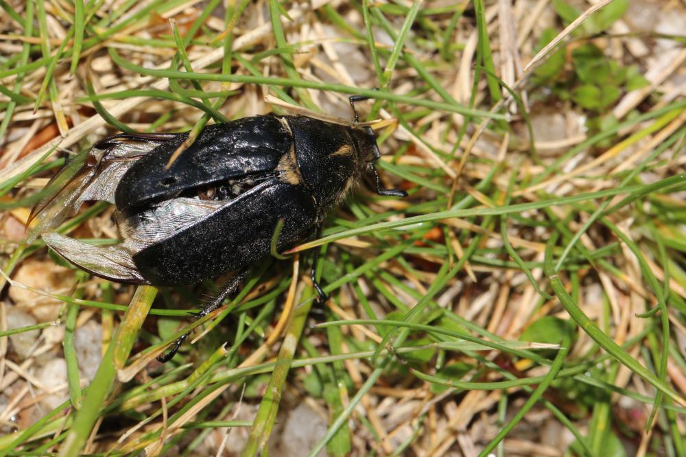 Anoxia villosa (Fabricius, 1782)