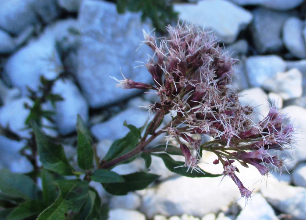 Eupatoire à feuilles de chanvre, Chanvre d'eau Eupatorium cannabinum L., 1753