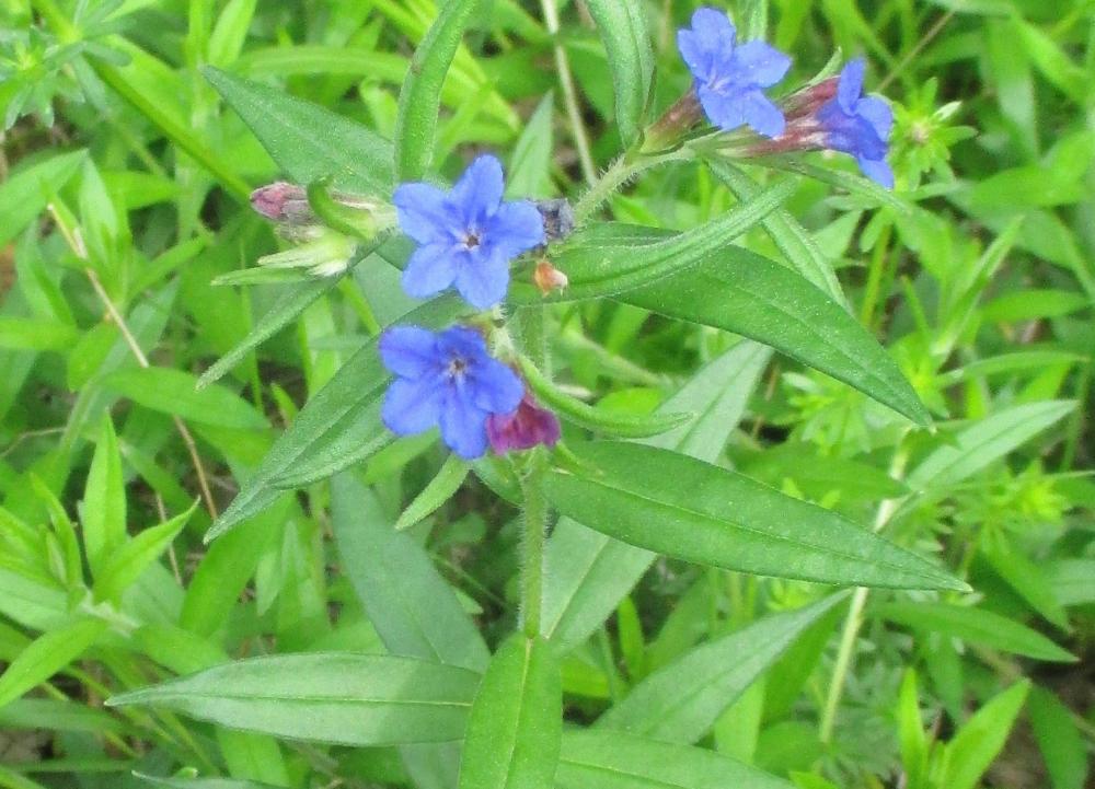 Thé d'Europe Buglossoides purpurocaerulea (L.) I.M.Johnst., 1954