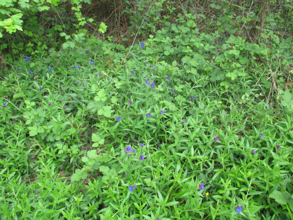 Thé d'Europe Buglossoides purpurocaerulea (L.) I.M.Johnst., 1954