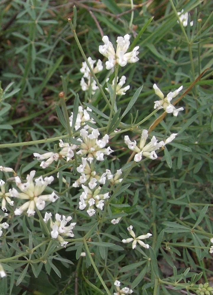 Dorycnie à cinq feuilles Dorycnium pentaphyllum Scop., 1772