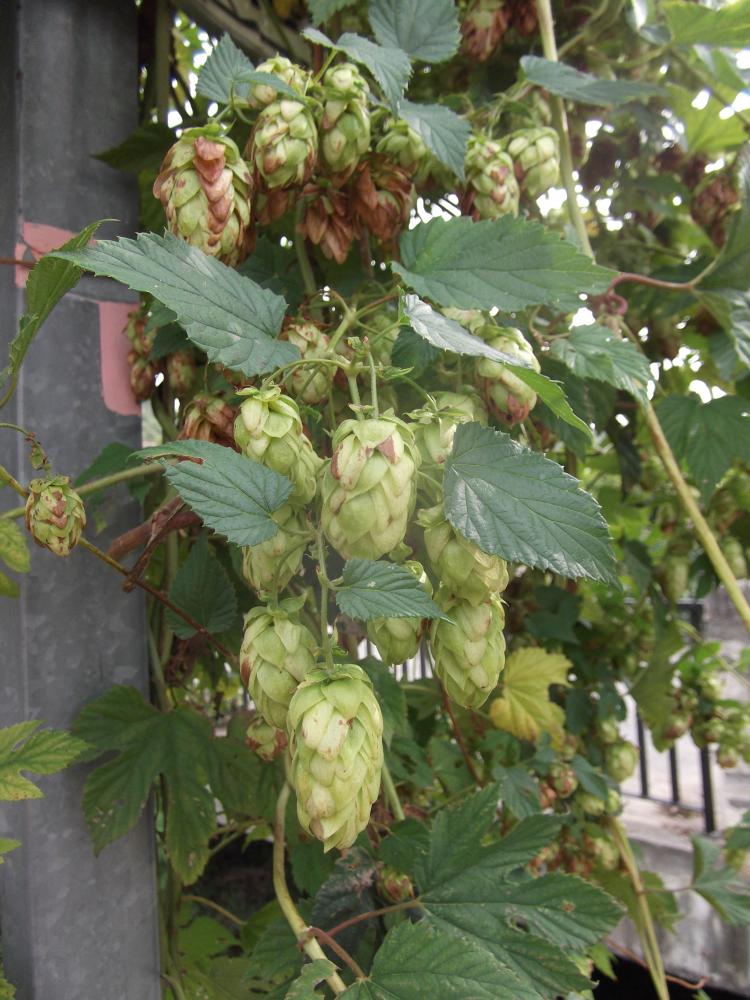 Houblon grimpant Humulus lupulus L., 1753