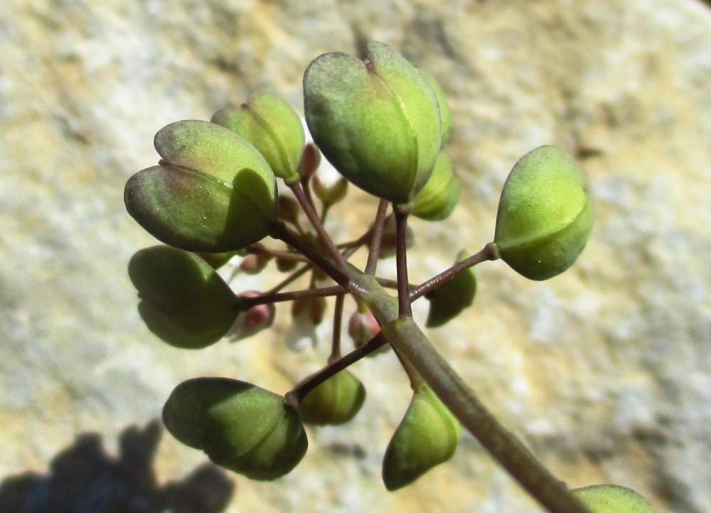 Tabouret perfolié Microthlaspi perfoliatum (L.) F.K.Mey., 1973