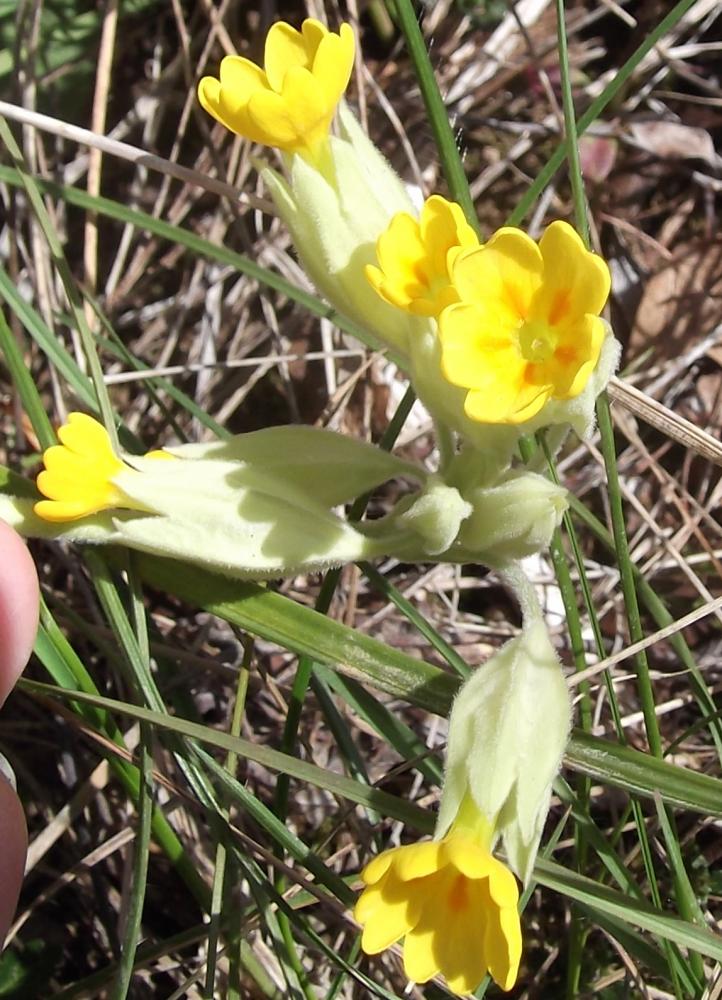 Coucou, Primevère officinale, Brérelle Primula veris L., 1753