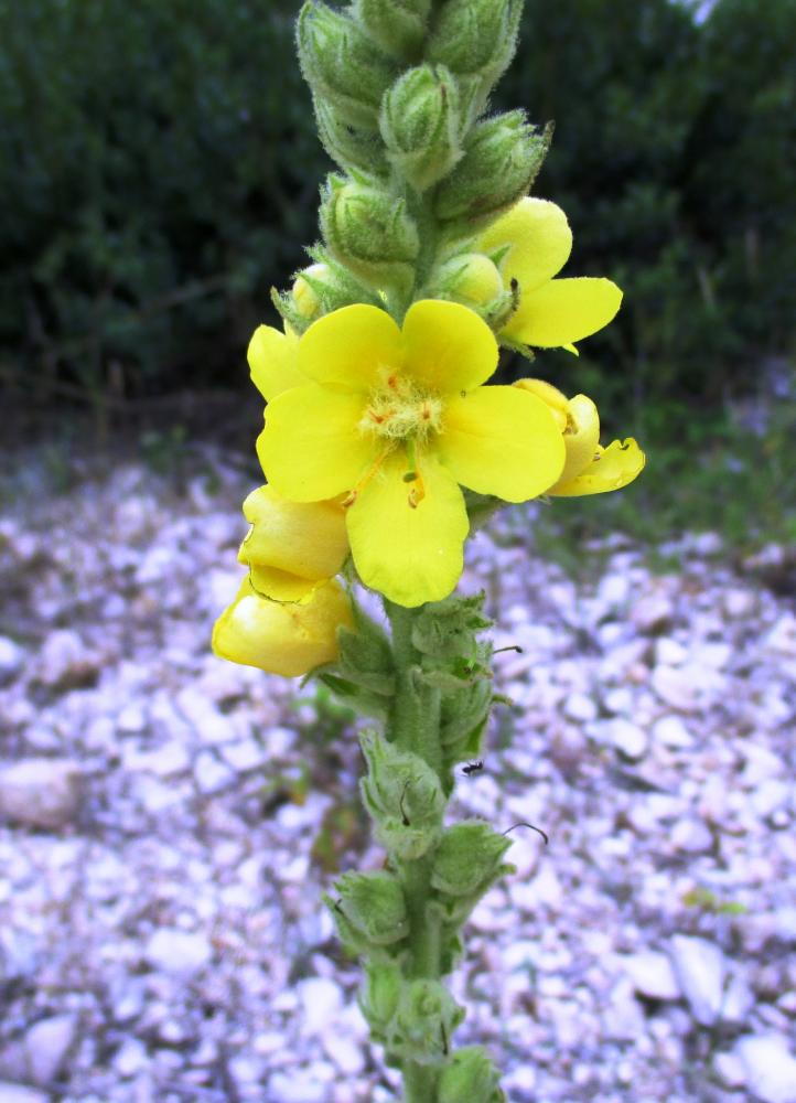 Molène bouillon-blanc, Herbe de saint Fiacre Verbascum thapsus L., 1753