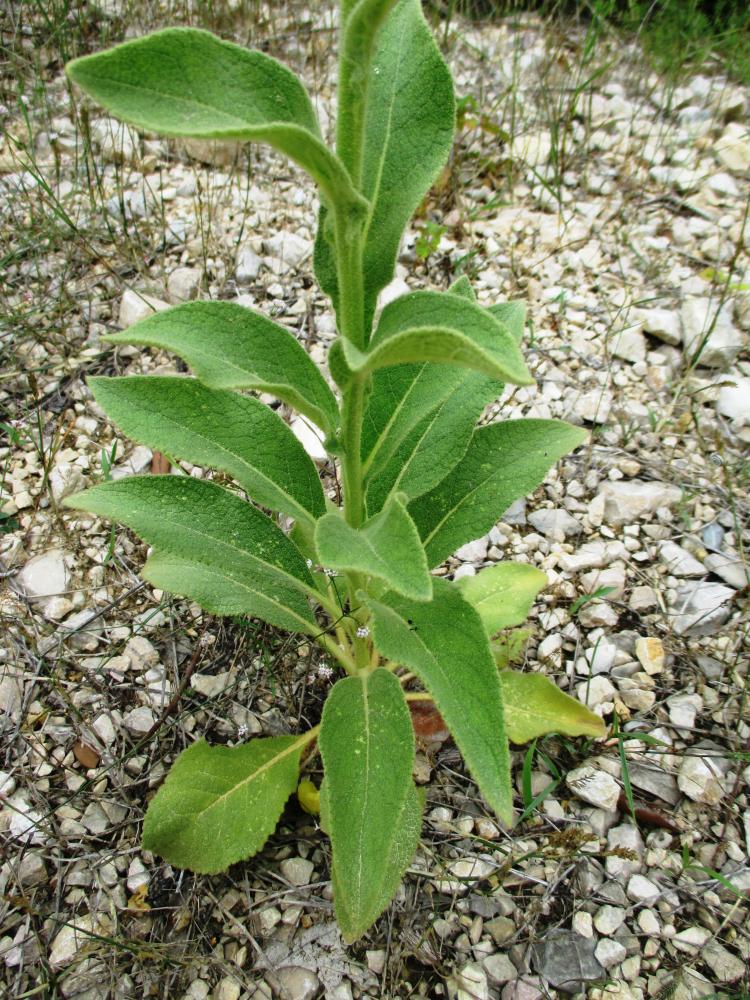 Molène bouillon-blanc, Herbe de saint Fiacre Verbascum thapsus L., 1753