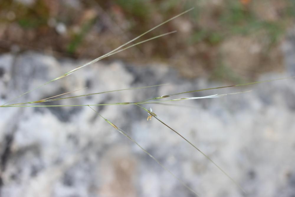 Stipe d'Offner Stipa offneri Breistr., 1950