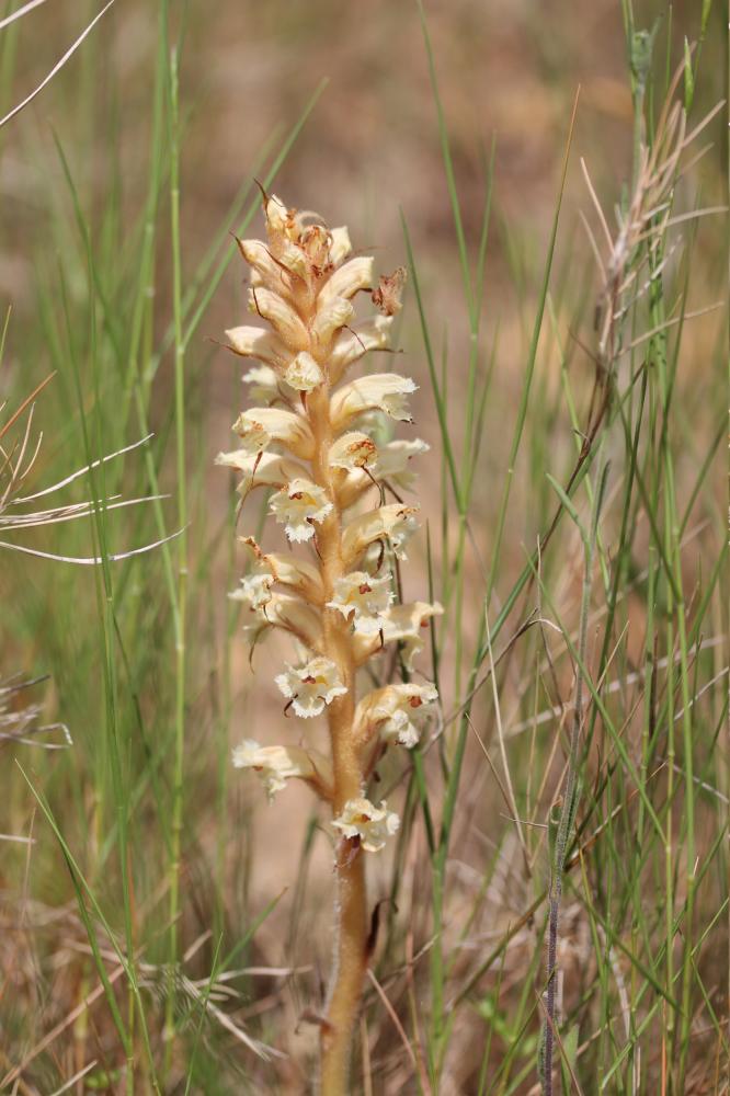 Orobanche violette, Orobanche du Panicaut Orobanche amethystea Thuill., 1799