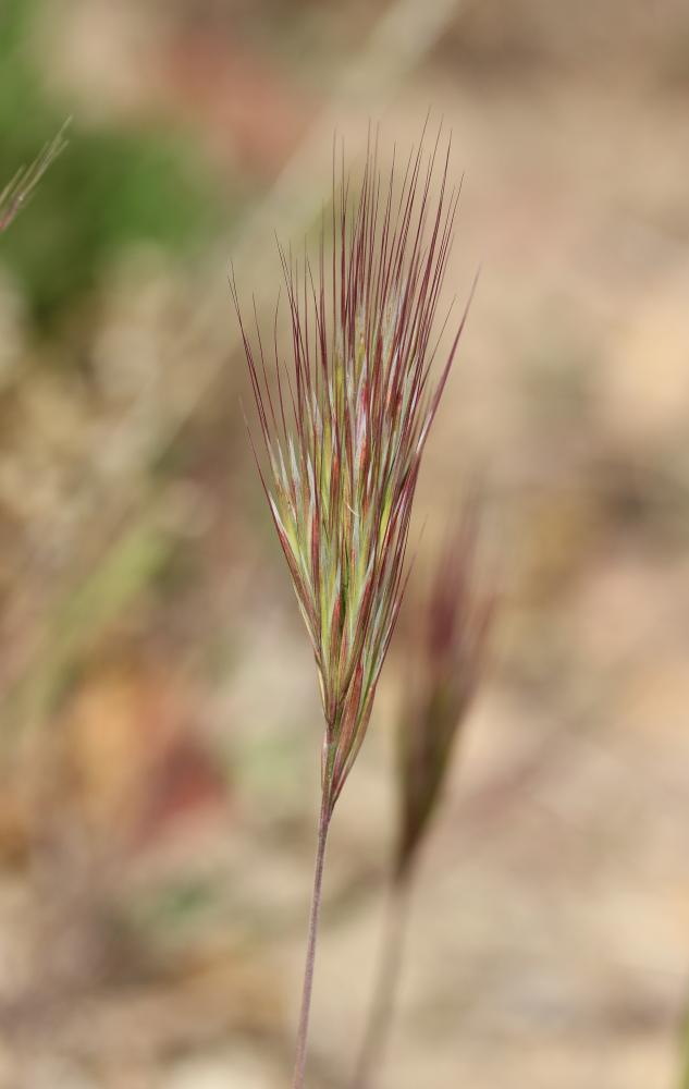 Brome rouge Anisantha rubens (L.) Nevski, 1934