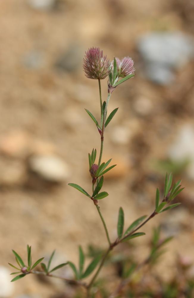 Trèfle des champs, Pied de lièvre, Trèfle Pied-de- Trifolium arvense L., 1753