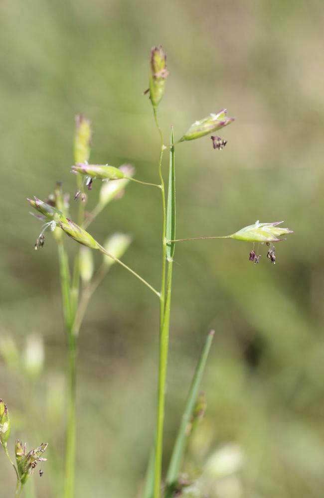 Danthonie, Sieglingie retombante Danthonia decumbens (L.) DC., 1805