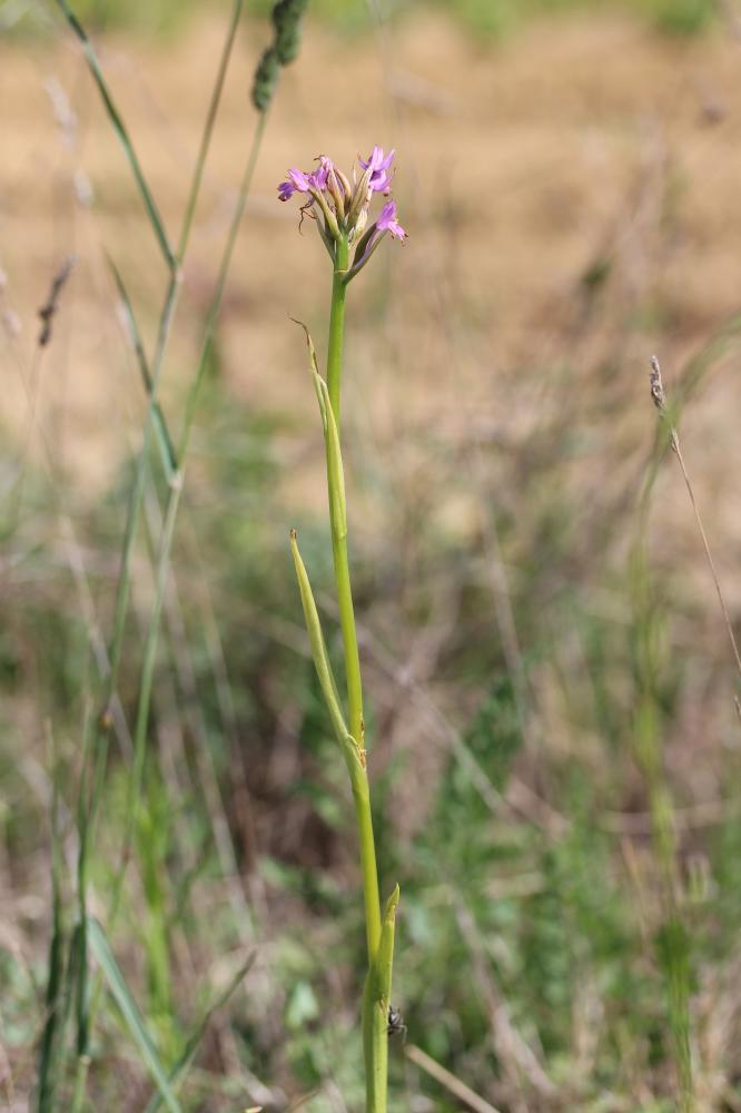 Orchis pyramidal, Anacamptis en pyramide Anacamptis pyramidalis (L.) Rich., 1817