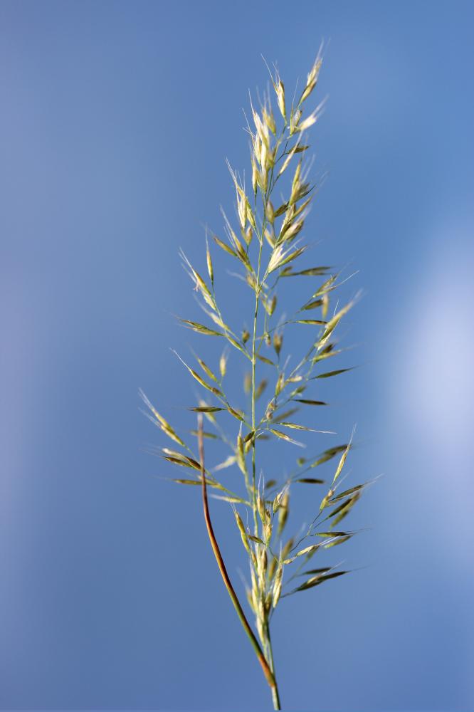 Trisète commune, Avoine dorée Trisetum flavescens (L.) P.Beauv., 1812