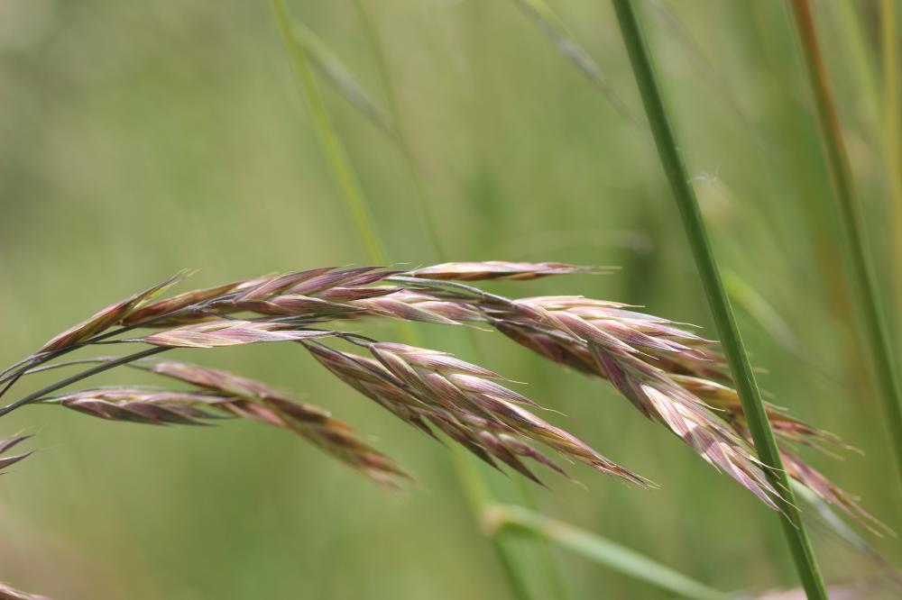 Brome faux Uniola, Brome purgatif Bromus catharticus Vahl, 1791