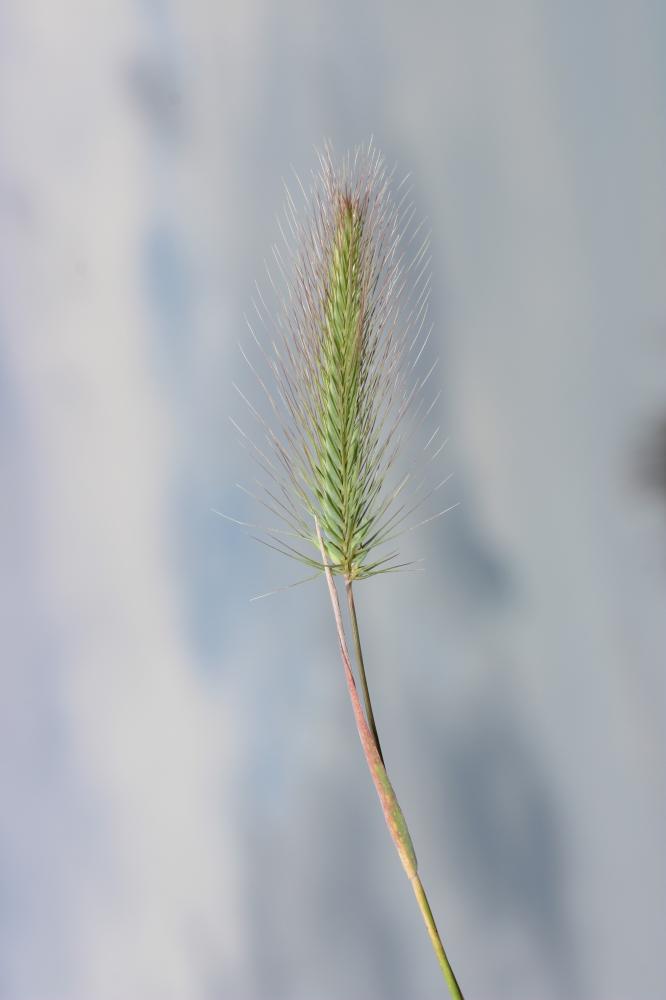 Orge maritime, Orge marine Hordeum marinum Huds., 1778