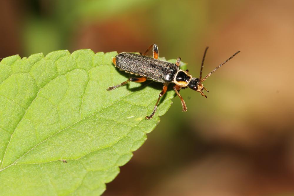 Cantharide noirâtre Cantharis nigricans (O.F. Müller, 1776)