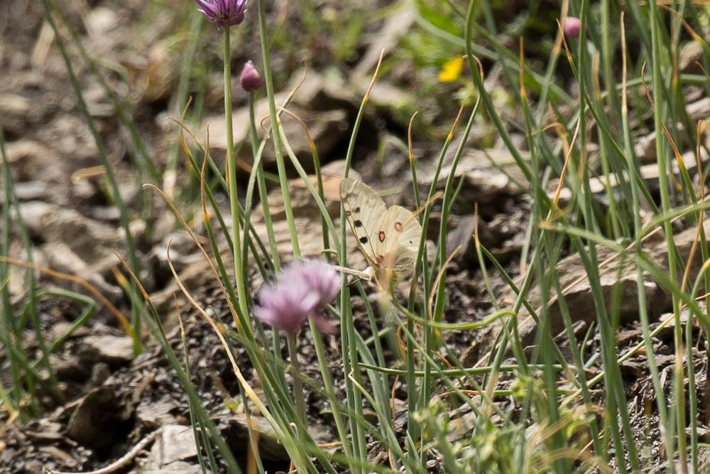 Petit apollon Parnassius corybas Fischer de Waldheim, 1823