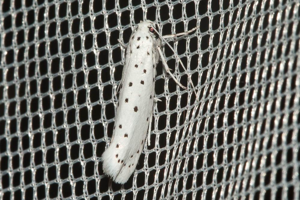 Yponomeuta padella (Linnaeus, 1758)