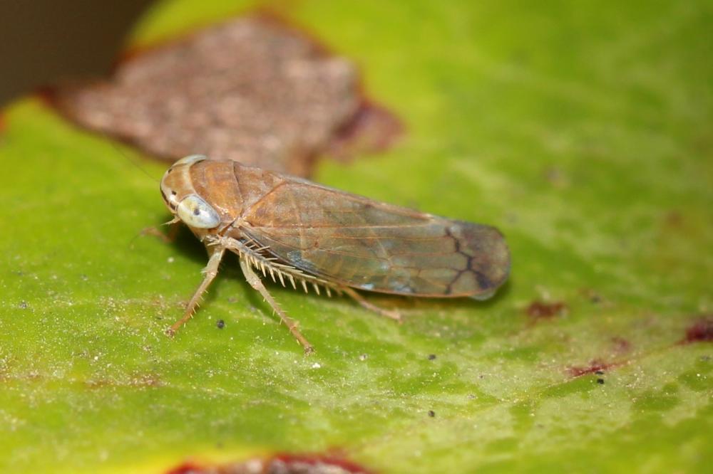  Placotettix taeniatifrons (Kirschbaum, 1868)