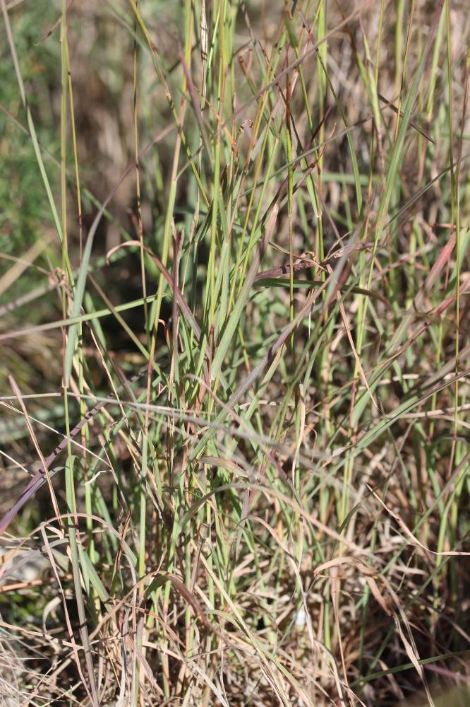 Herbe barbue, Andropogon, Hétéropogon contourné Heteropogon contortus (L.) P.Beauv. ex Roem. & Schult., 1817