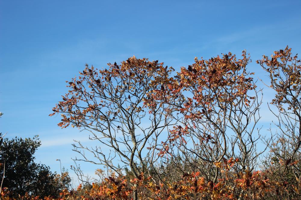 Sumac des corroyeurs, Vinaigrier Rhus coriaria L., 1753