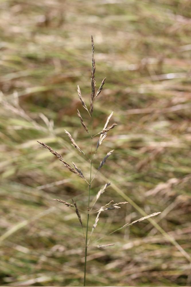 Glycérie Puccinellia festuciformis (Host) Parl., 1850