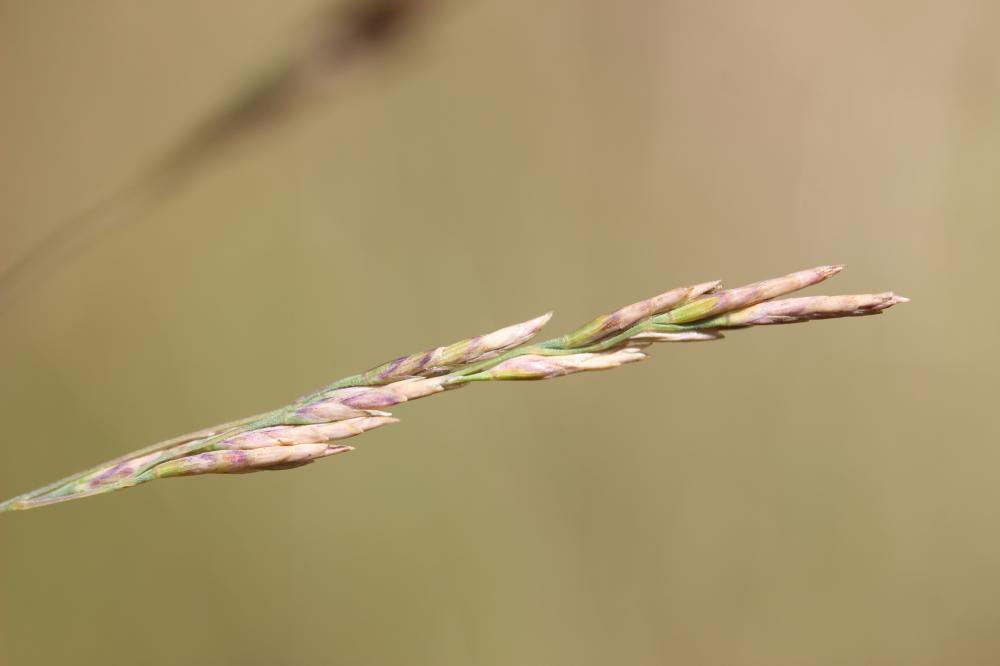 Glycérie Puccinellia festuciformis (Host) Parl., 1850