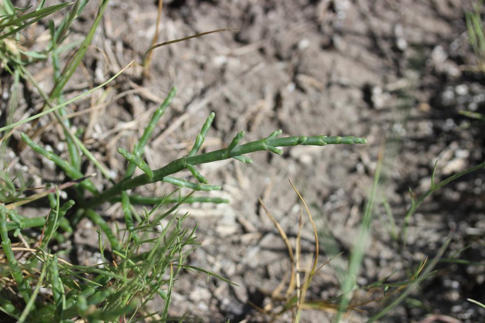 Salicorne d'Europe Salicornia europaea L., 1753