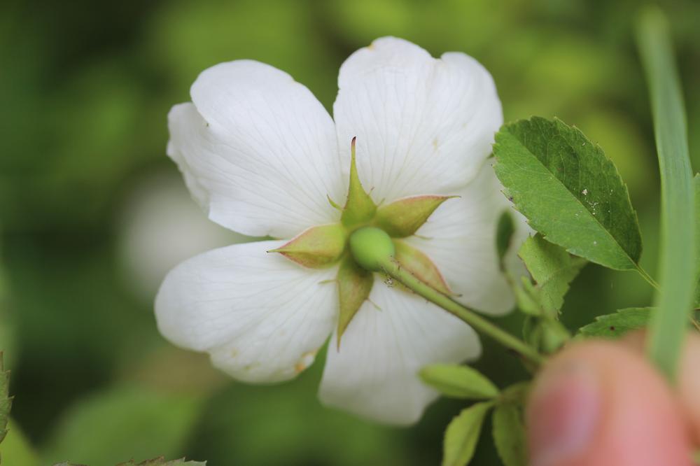 Rosier des champs, Rosier rampant Rosa arvensis Huds., 1762