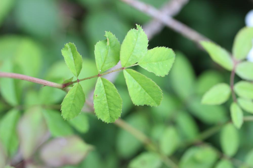 Rosier des champs, Rosier rampant Rosa arvensis Huds., 1762