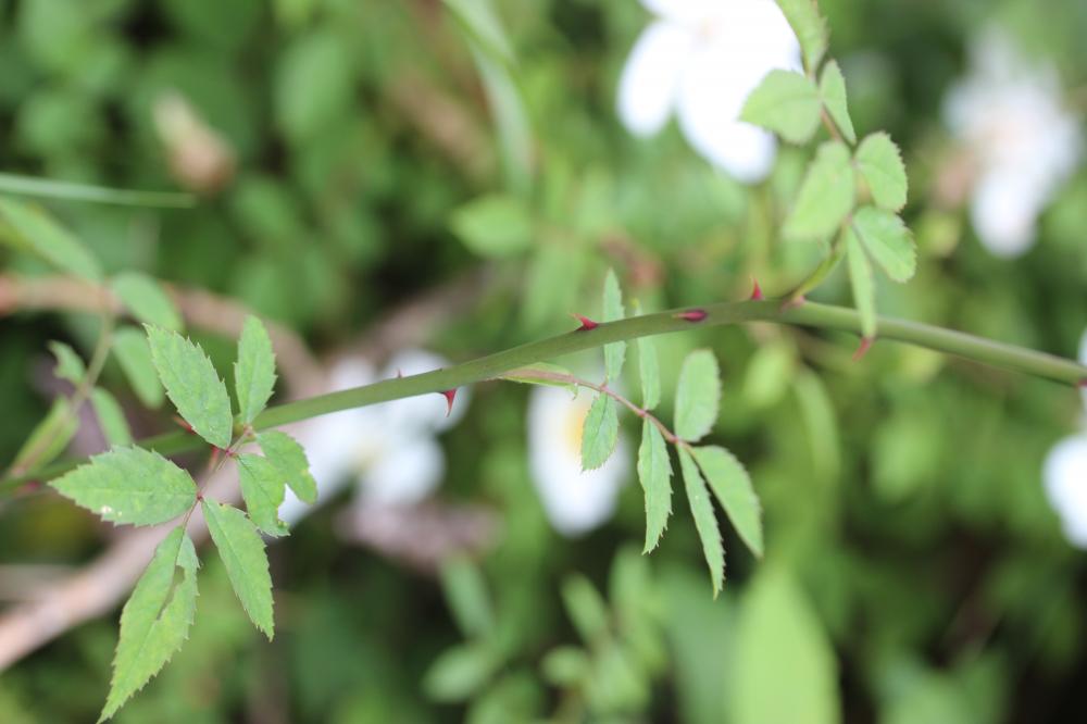 Rosier des champs, Rosier rampant Rosa arvensis Huds., 1762