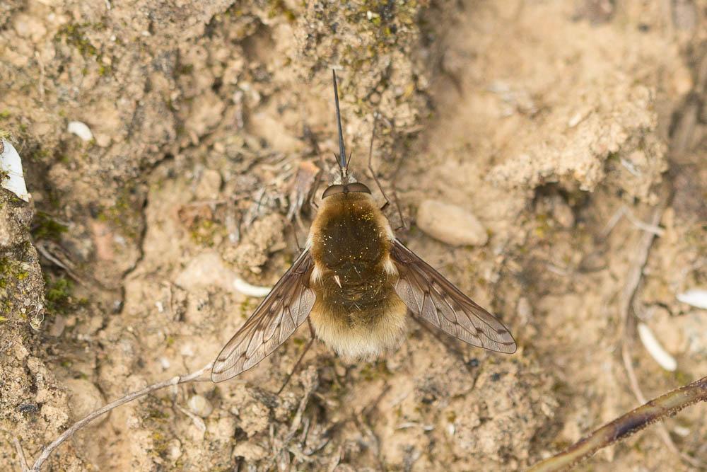  Bombylius medius Linnaeus, 1758