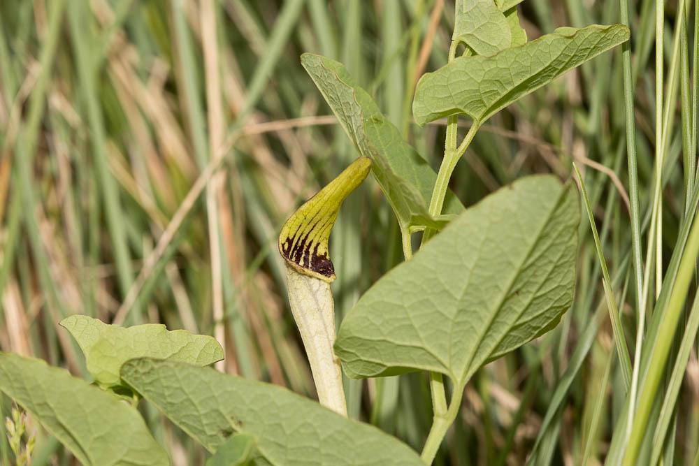 Aristoloche à nervures peu nombreuses, Aristoloche Aristolochia paucinervis Pomel, 1874