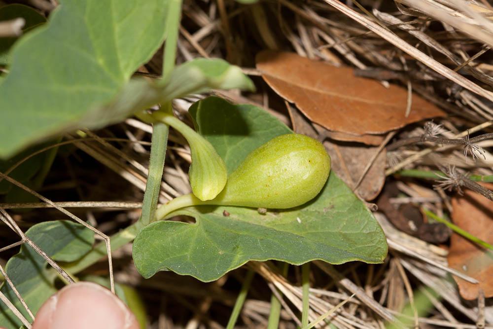Aristoloche à nervures peu nombreuses, Aristoloche Aristolochia paucinervis Pomel, 1874