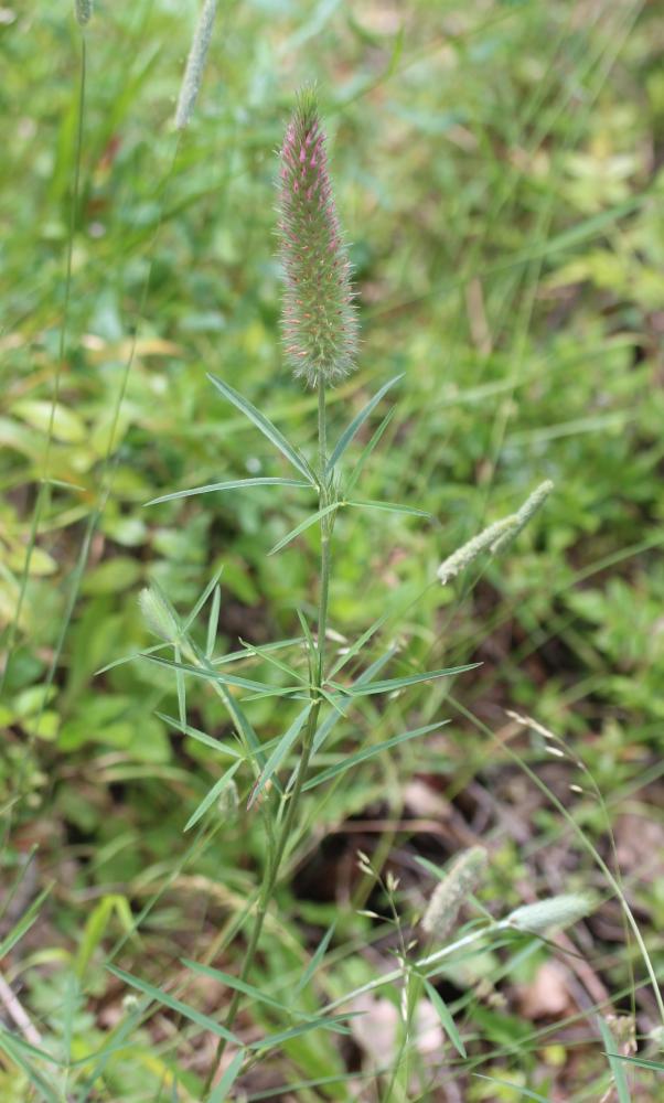 Trèfle à folioles étroites, Queue-de-renard Trifolium angustifolium L., 1753