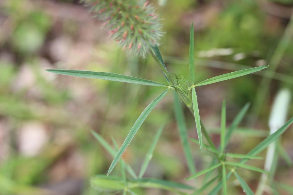 Trèfle à folioles étroites, Queue-de-renard Trifolium angustifolium L., 1753