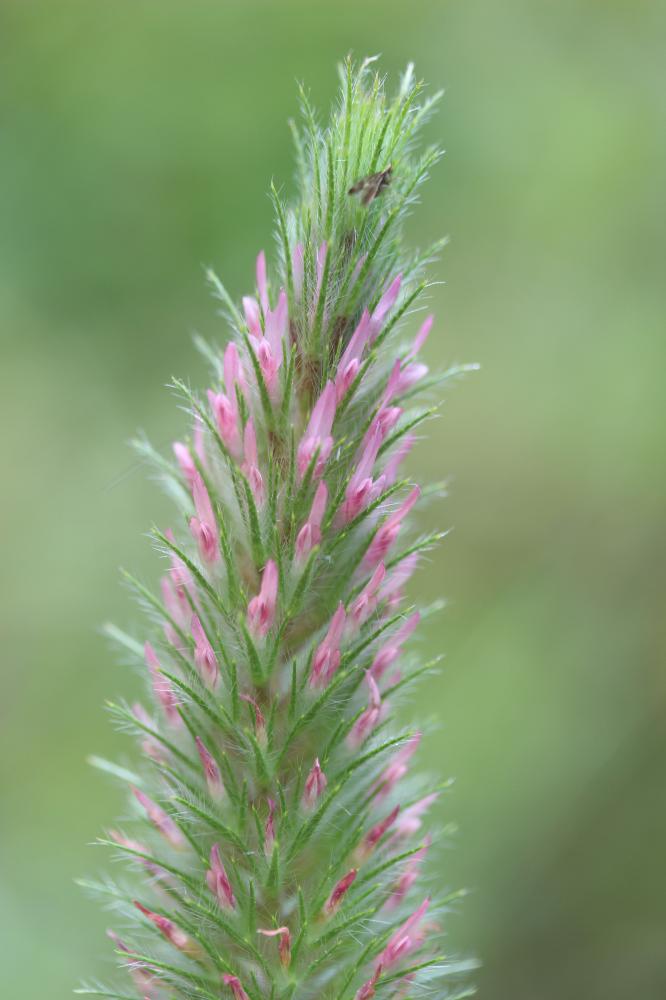 Trèfle à folioles étroites, Queue-de-renard Trifolium angustifolium L., 1753