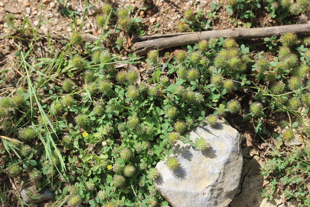 Trèfle fausse-bardane Trifolium lappaceum L., 1753