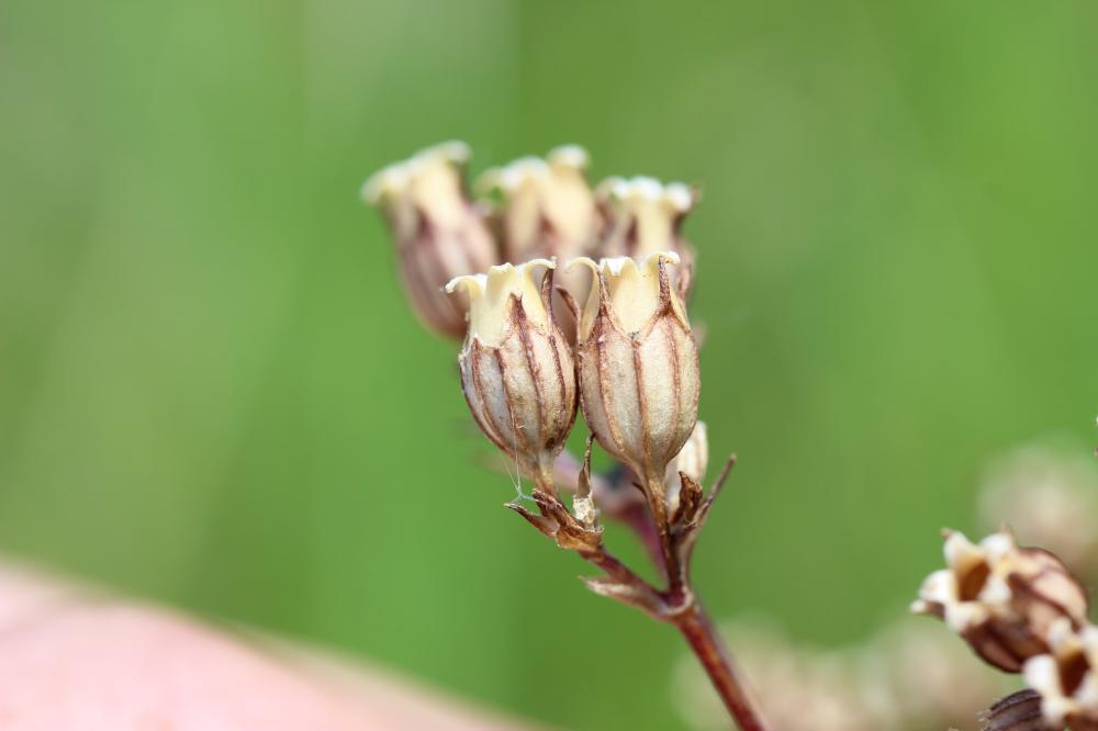 Oeil-de-perdrix Lychnis flos-cuculi L., 1753