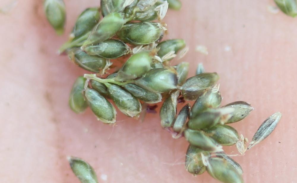 Sporobole fertile, Sporobole tenace Sporobolus indicus (L.) R.Br., 1810