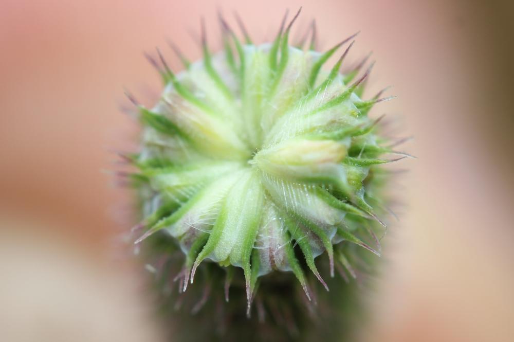 Fléole des prés Phleum pratense L., 1753