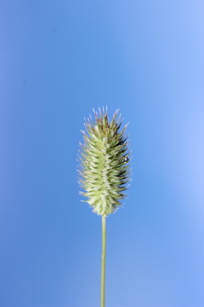 Fléole des prés Phleum pratense L., 1753