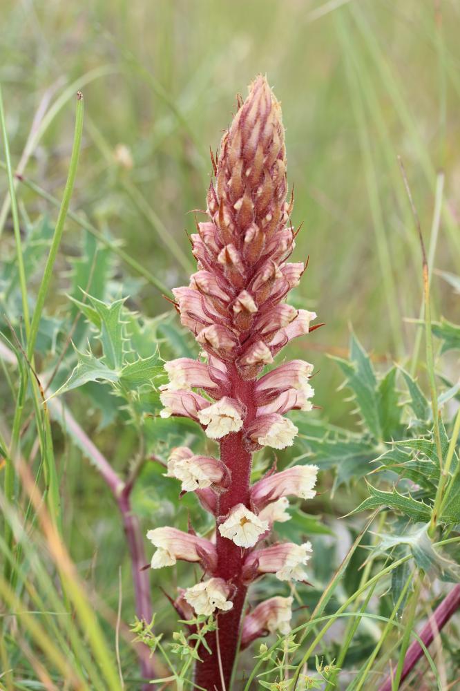Orobanche violette, Orobanche du Panicaut Orobanche amethystea Thuill., 1799
