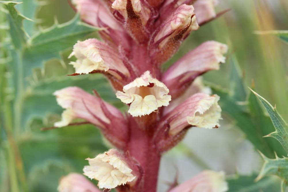 Orobanche violette, Orobanche du Panicaut Orobanche amethystea Thuill., 1799