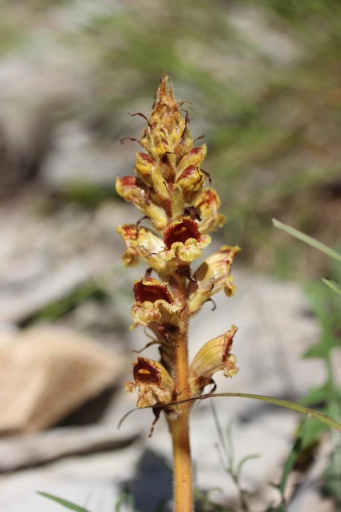 Orobanche grêle, Orobanche à odeur de Girofle Orobanche gracilis Sm., 1798