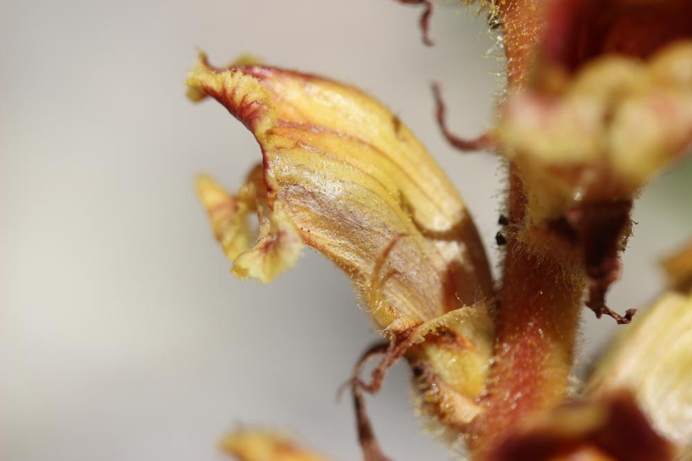 Orobanche grêle, Orobanche à odeur de Girofle Orobanche gracilis Sm., 1798
