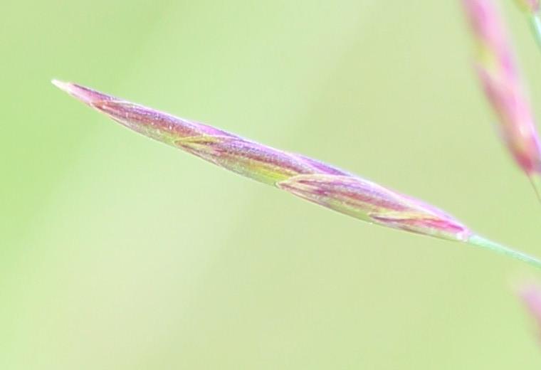 Brome sans arêtes Bromopsis inermis (Leyss.) Holub, 1973