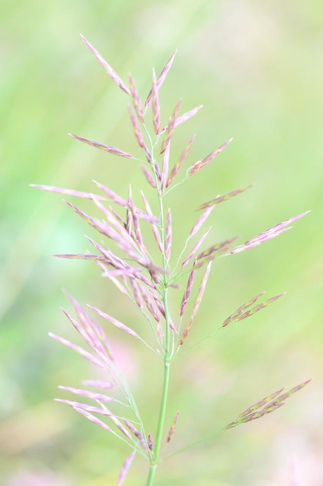 Brome sans arêtes Bromopsis inermis (Leyss.) Holub, 1973