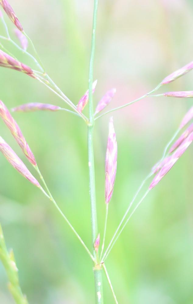 Brome sans arêtes Bromopsis inermis (Leyss.) Holub, 1973